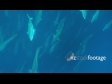 Kingfish School 3B 1330